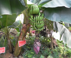 고추문화마을에서 재배중인 바나나에 열매가 주렁주렁 달렸다.